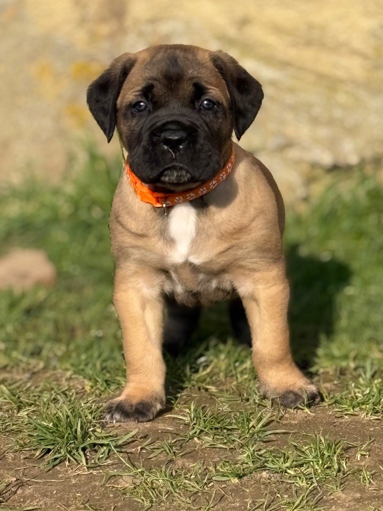 Des Gardiens De L'Homme - Chiots disponibles - Cane Corso