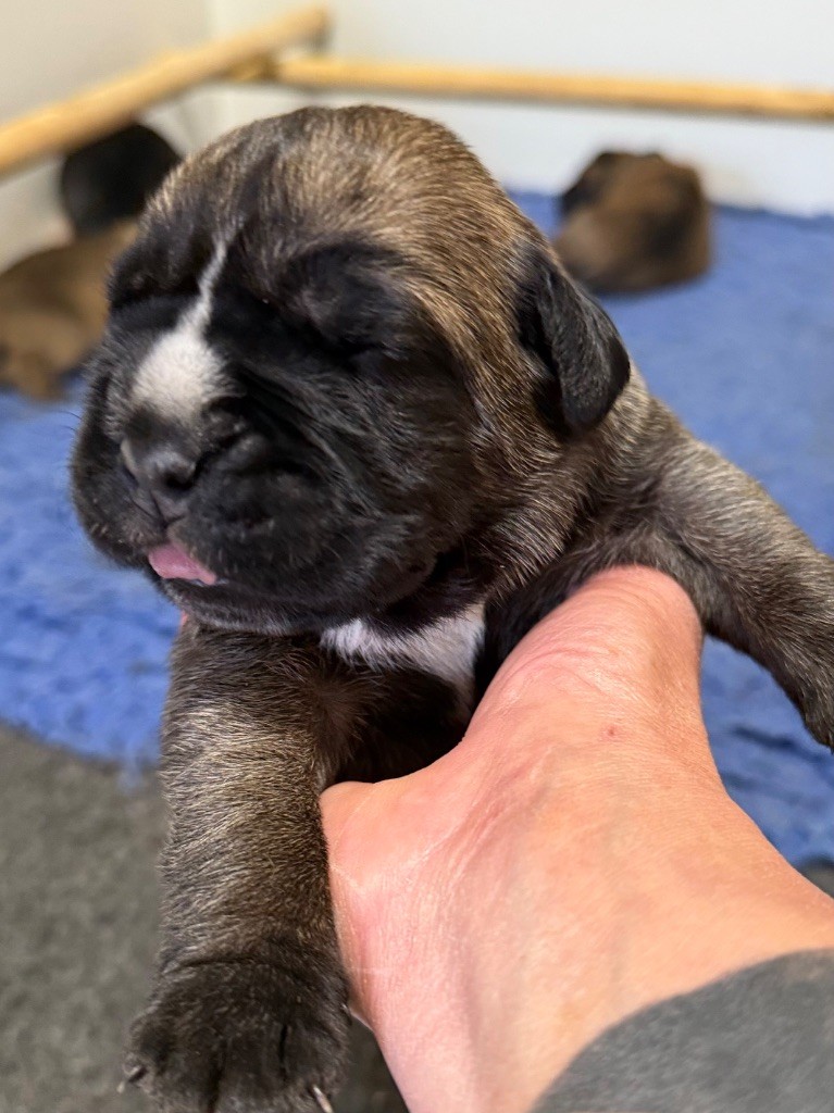 Des Gardiens De L'Homme - Cane Corso - Portée née le 13/08/2025