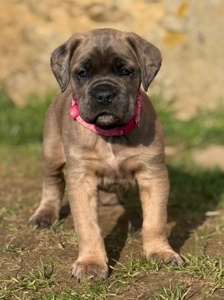 Des Gardiens De L'Homme - Chiots disponibles - Cane Corso