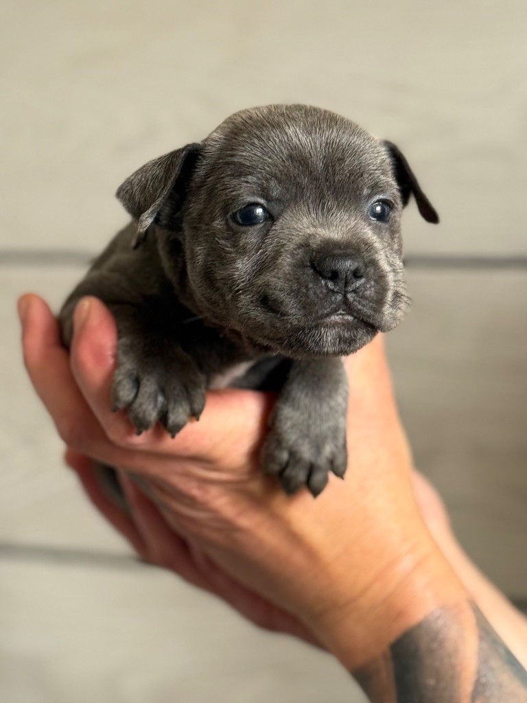 Des Gardiens De L'Homme - Chiots disponibles - Staffordshire Bull Terrier