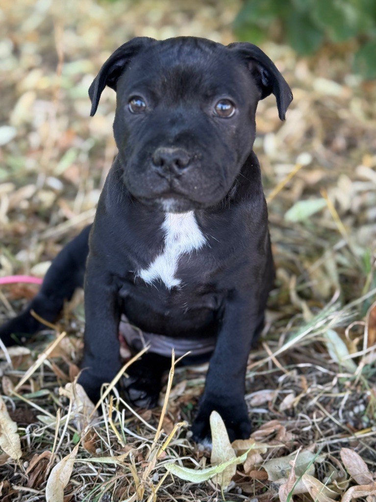 Des Gardiens De L'Homme - Chiots disponibles - Staffordshire Bull Terrier