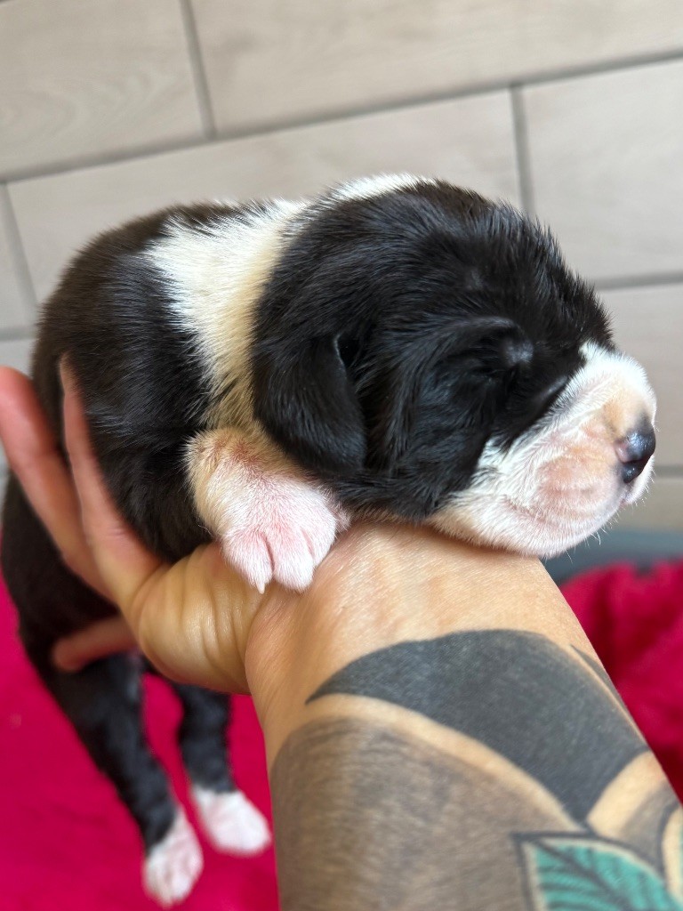 Des Gardiens De L'Homme - Chiots disponibles - Dogue allemand
