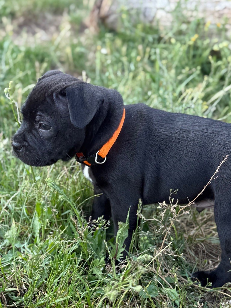 Des Gardiens De L'Homme - Chiots disponibles - Staffordshire Bull Terrier
