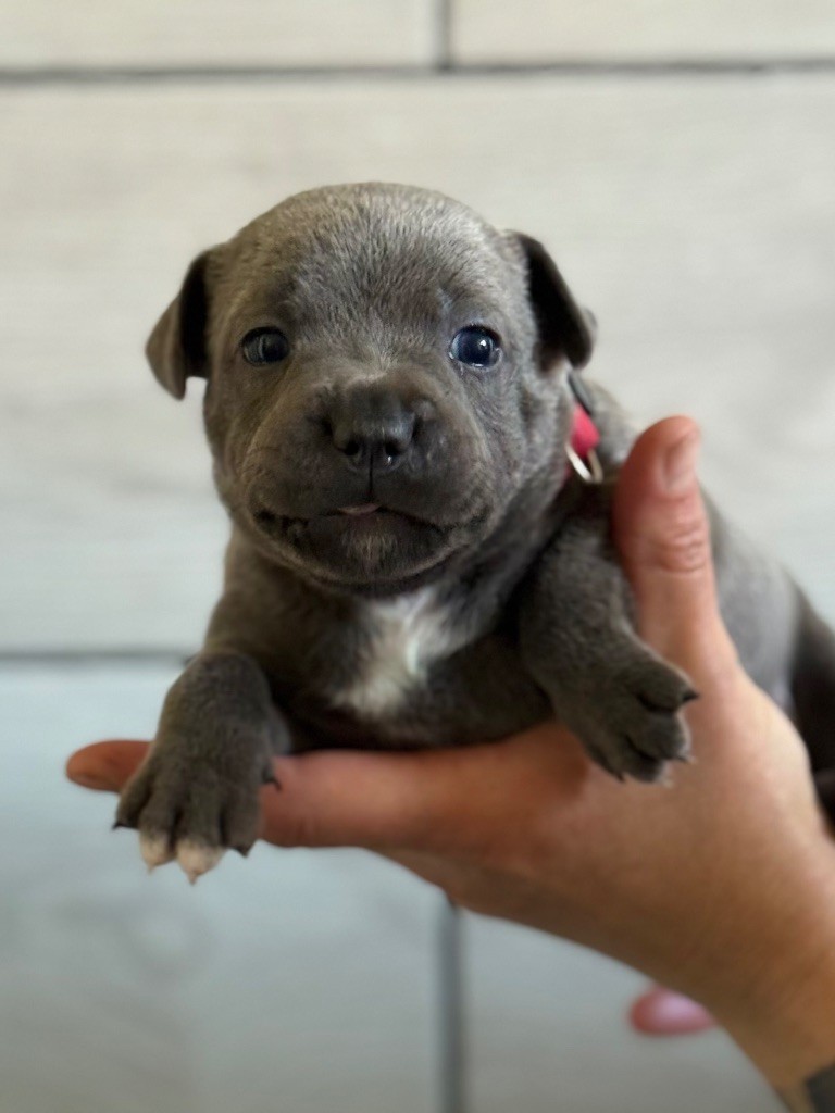 Des Gardiens De L'Homme - Chiots disponibles - Staffordshire Bull Terrier